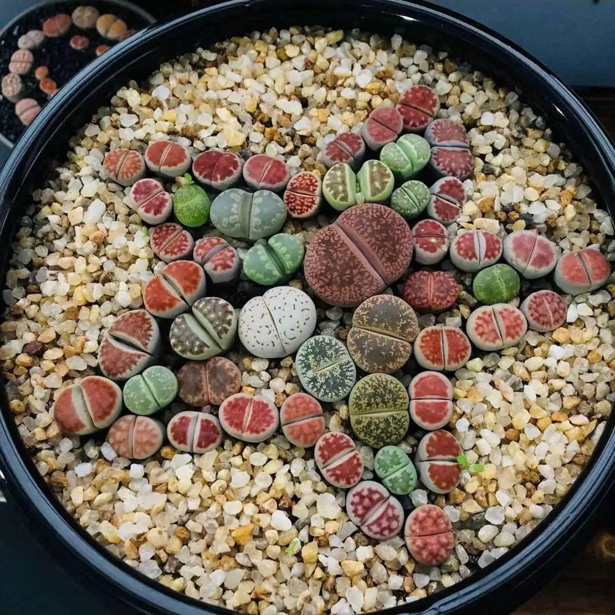 1pc-250g Natural Crystals Grav - đánh giá và giá Marine Aquarium Gravel