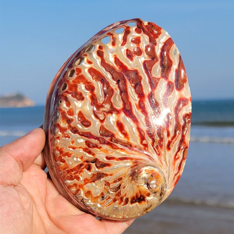 Home Decoration Red Pattern Ab - đánh giá và giá Aquarium Innovative Marine
