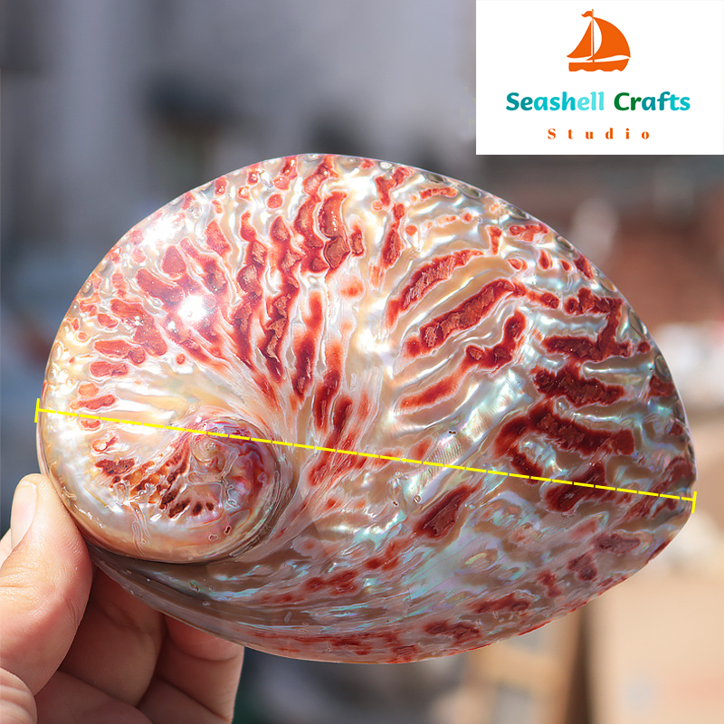 Home Decoration Red Pattern Ab - đánh giá và giá Aquarium Innovative Marine