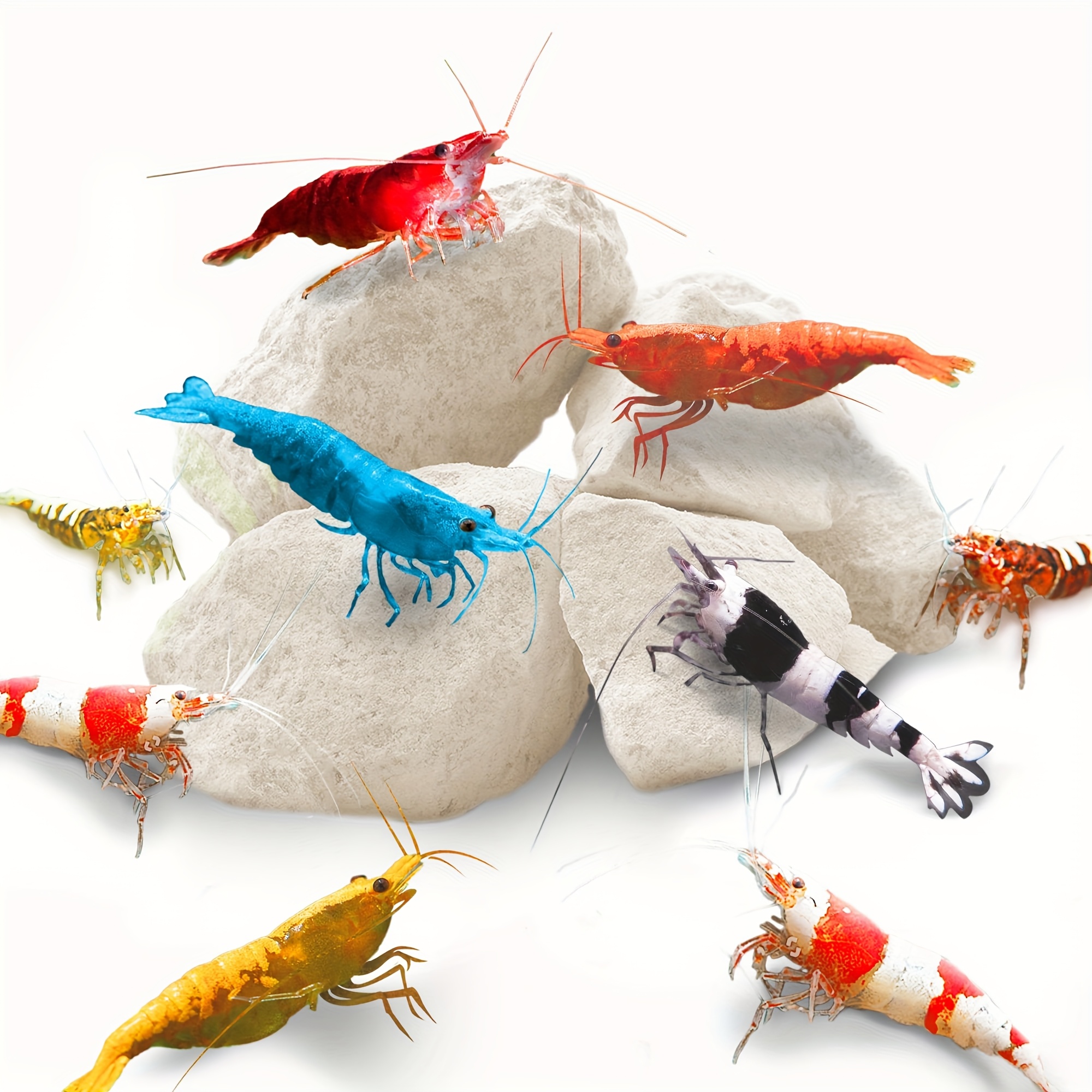 Grams of Shrimp Rock-Natural C - đánh giá và giá Marine Aquarium Gravel