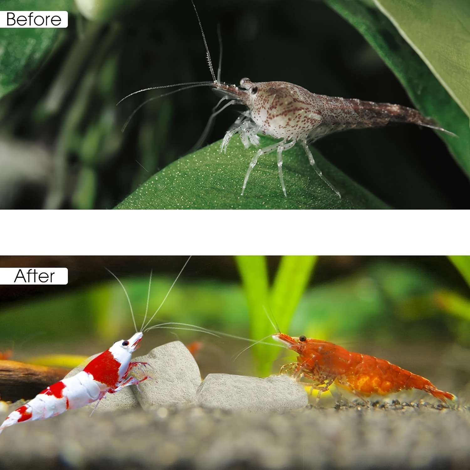 Grams of Shrimp Rock-Natural C - đánh giá và giá Marine Aquarium Gravel