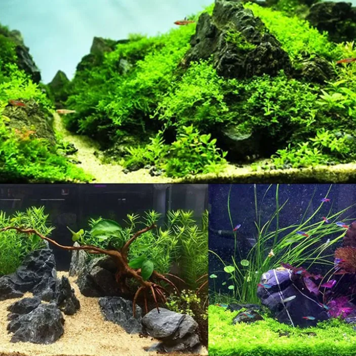 100g 250g 500g Natural Aquariu - đánh giá và giá Marine Aquarium Gravel