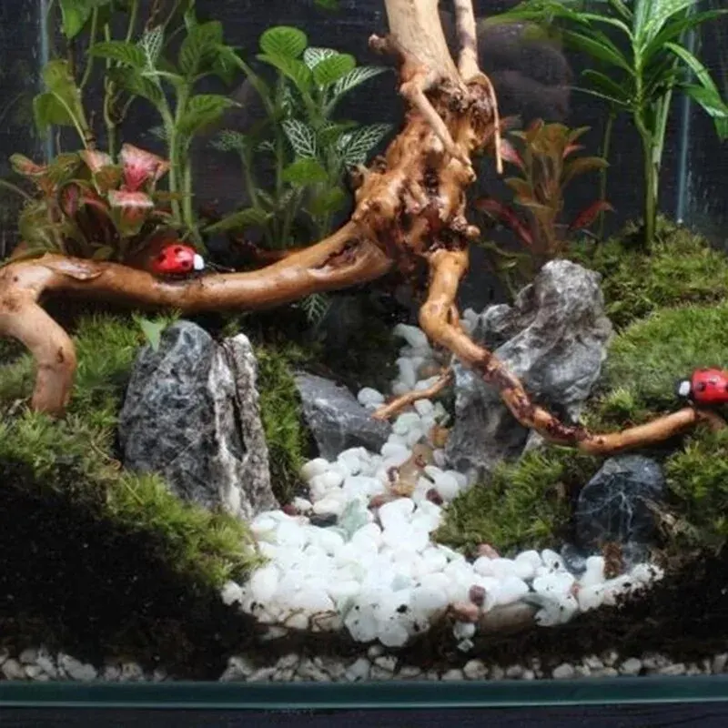 Natural Driftwood Cuckoo Roots - đánh giá và giá Marine Aquarium Gravel