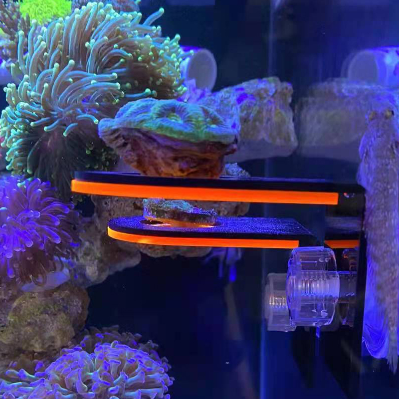 Aquarium Acrylic Fluorescent C - đánh giá và giá Aquarium Marine Fishes